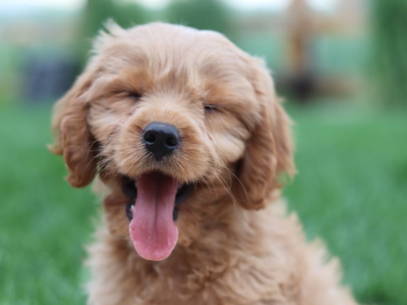 Can dogs have Down syndrome?